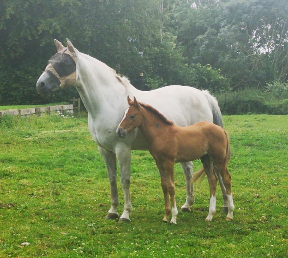 Yearling Showjumper